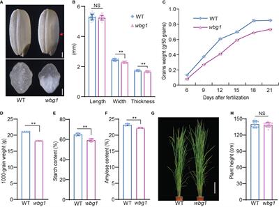 A mitochondrion-associated PPR protein, WBG1, regulates grain chalkiness in rice